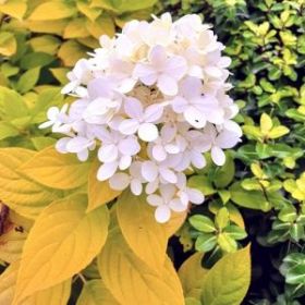 Гортензия метельчатая Gardenlights Sunlight (М-А)