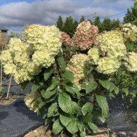 Гортензия метельчатая КРАСА ЛЕСКОВО