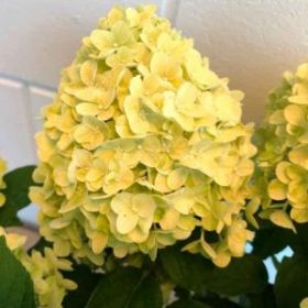 Гортензия метельчатая LEMONLIGHT (М-А)