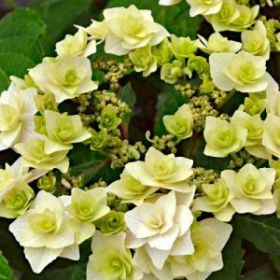 ГОРТЕНЗИЯ КРУПН ДОППИО БЬЯНКО