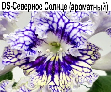 DS-Северное Солнце (Ароматный!) (Диметрис)  НОВИНКА КАТАЛОГА!