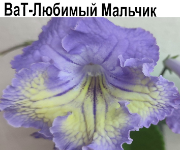 ВаТ-Любимый Мальчик (Валькова)  НОВИНКА КАТАЛОГА!