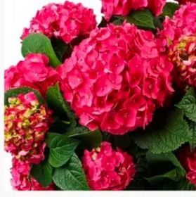 ГОРТЕНЗИЯ КРУПН ЭНДЛЕСС САММЕР ЛАВ