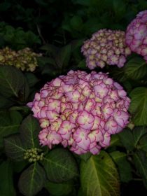 ГОРТЕНЗИЯ КРУПН АДУЛА