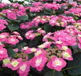 ГОРТЕНЗИЯ КРУПН ФЛЕЙМ ХОТ ПИНК