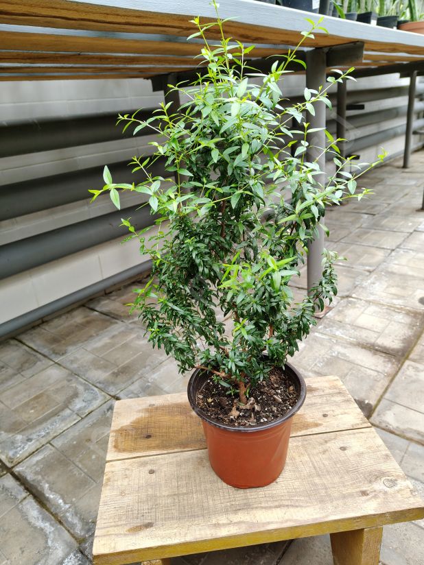 Мирт "Дерево любви"