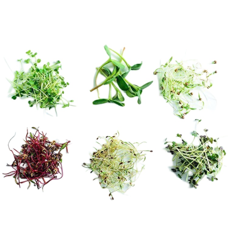 Беби/Микрозелень №1