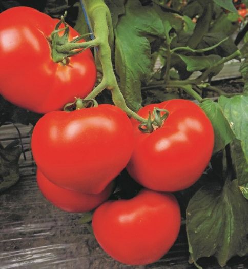 Томат индетерминантный Капелла F1, 50шт семян