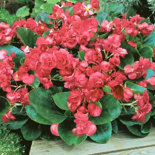 Бегония вечноцветущая махровая (Begonia semperflorens double) Queen Rose F1, 25 драже