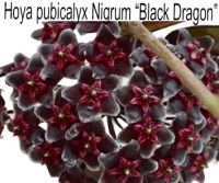 Pubicalyx Black Dragon