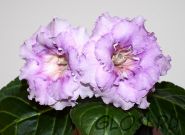 ЕН-Морозная Лаванда(сел.Е.Николаева)