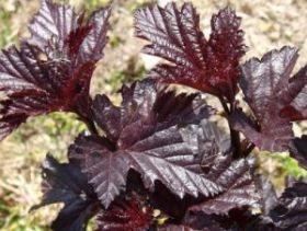 Пузыреплодник Midnight