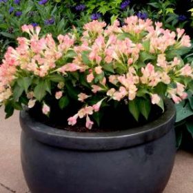 Вейгела All Summer Peach