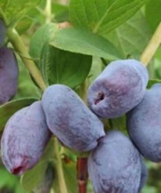 Жимолость Giants Heart