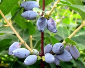 Жимолость Томи