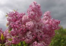 Сирень Мейденс Бланш