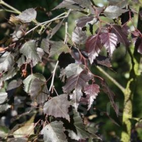 Береза Роял Фрост