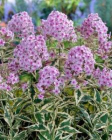 Флокс метельчатый Крем де ля Мент