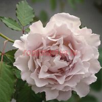 Сафиррет (Saphirret)