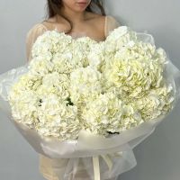 15 Гортензий