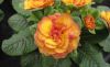 ROSETTE NECTARINE