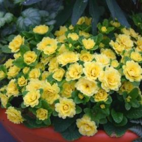 BUTTERCUP YELLOW