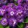 PURPLE DOWN