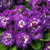 PURPLE DOWN