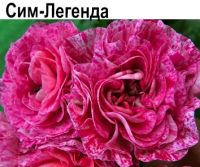 Пеларгония розебудная Сим-Легенда  НОВИНКА КАТАЛОГА!