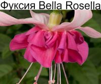Bella Rosella