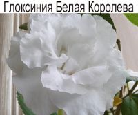 Белая Королева