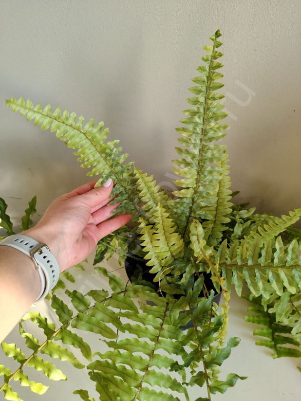 Нефролепис Тайгер Вариегатный (Tiger Fern)