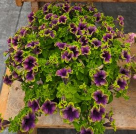 Петуния Amazonas Midnight Finch (СФ)