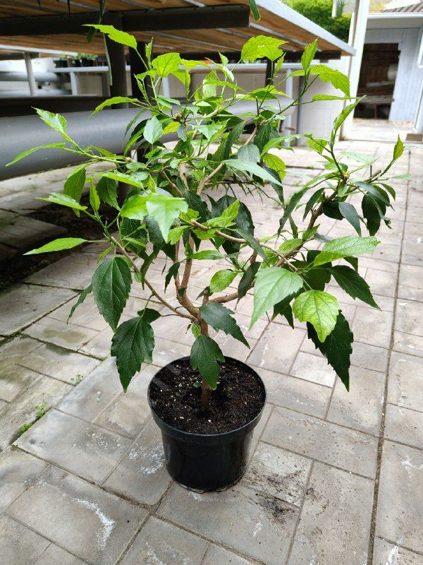 Гибискус "Китайская роза"