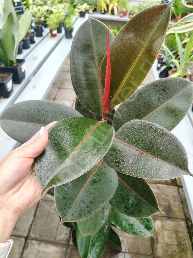 Фикус Эластика Абиджан