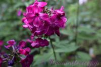 Флокс 'Вечерний Донецк' /  Phlox 'Vechernij Doneck'