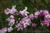 Флокс 'Железная леди' / Phlox 'Zheleznaya ledi'