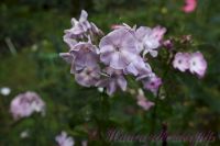 Флокс 'Железная леди' / Phlox 'Zheleznaya ledi'