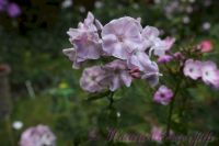 Флокс 'Железная леди' / Phlox 'Zheleznaya ledi'