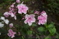 Флокс 'Красотка' / Phlox 'Krasotka'