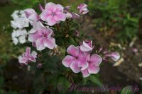 Флокс 'Красотка' / Phlox 'Krasotka'