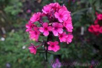 Флокс 'Лесная малина' / Phlox 'Lesnaja malina'