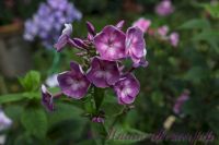 Флокс 'Модерн' / Phlox 'Modern'