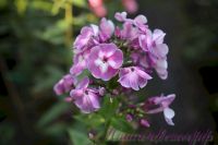Флокс 'Модерн' / Phlox 'Modern'