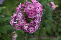 Флокс 'Модерн' / Phlox 'Modern'