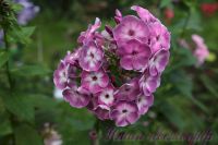 Флокс 'Модерн' / Phlox 'Modern'