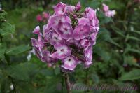 Флокс 'Модерн' / Phlox 'Modern'