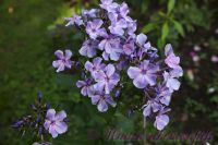 Флокс 'Остров Санторини' / Phlox 'Ostrov Santorini'
