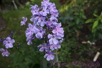 Флокс 'Остров Санторини' / Phlox 'Ostrov Santorini'