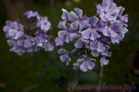 Флокс 'Остров Санторини' / Phlox 'Ostrov Santorini'